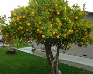 Citromfa házilag Citrusfa házilag